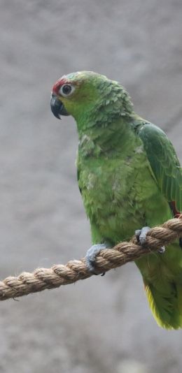 parrot, at the zoo Wallpaper 1080x2220