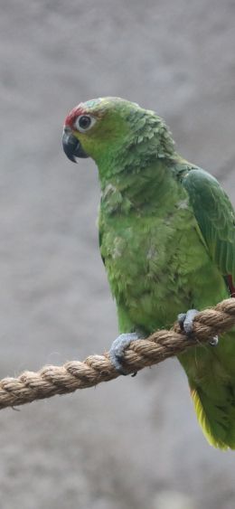 parrot, at the zoo Wallpaper 1080x2340