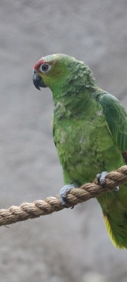 parrot, at the zoo Wallpaper 720x1600