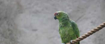 parrot, at the zoo Wallpaper 2560x1080