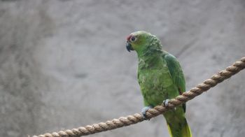 parrot, at the zoo Wallpaper 2048x1152