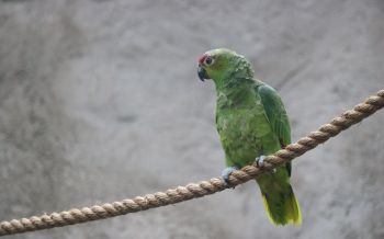 parrot, at the zoo Wallpaper 2560x1600