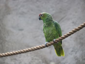 parrot, at the zoo Wallpaper 800x600