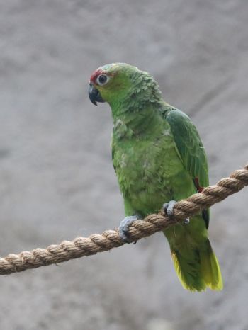 parrot, at the zoo Wallpaper 1668x2224