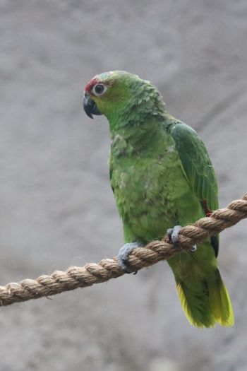parrot, at the zoo Wallpaper 640x960