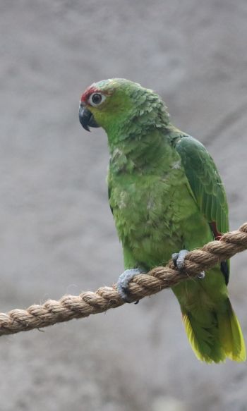 parrot, at the zoo Wallpaper 1200x2000