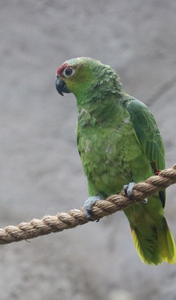 parrot, at the zoo Wallpaper 600x1024