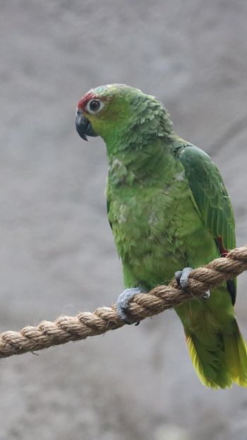 parrot, at the zoo Wallpaper 750x1334