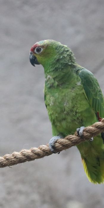 parrot, at the zoo Wallpaper 720x1440