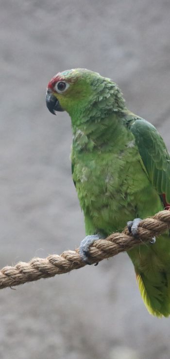parrot, at the zoo Wallpaper 720x1520