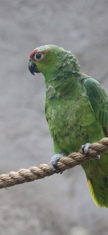 parrot, at the zoo Wallpaper 1080x2340