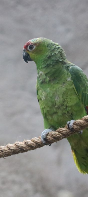 parrot, at the zoo Wallpaper 1440x3200