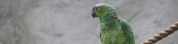 parrot, at the zoo Wallpaper 1590x400