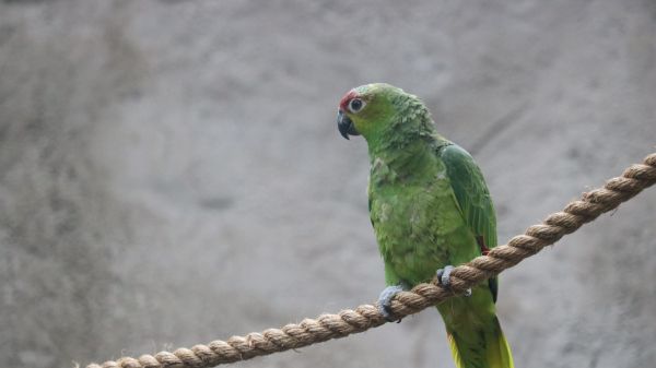 parrot, at the zoo Wallpaper 2048x1152