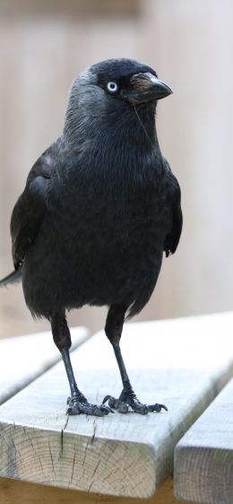 black crow, crow Wallpaper 828x1792