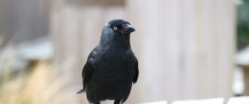 black crow, crow Wallpaper 2560x1080