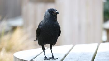black crow, crow Wallpaper 1280x720