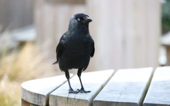 black crow, crow Wallpaper 2560x1600