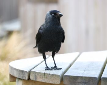 black crow, crow Wallpaper 1280x1024