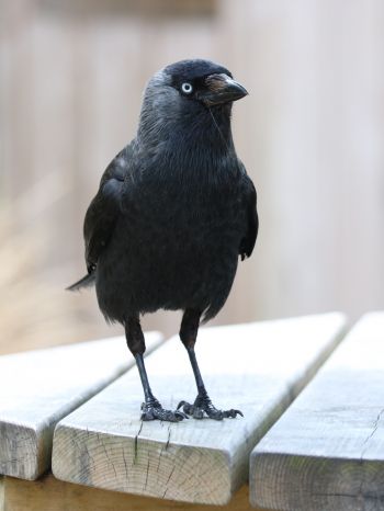 black crow, crow Wallpaper 1668x2224
