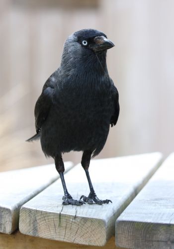 black crow, crow Wallpaper 1668x2388