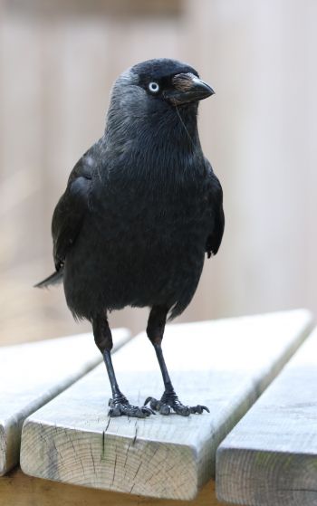 black crow, crow Wallpaper 1752x2800