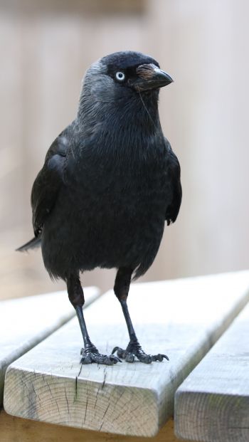 black crow, crow Wallpaper 640x1136