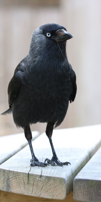 black crow, crow Wallpaper 720x1440