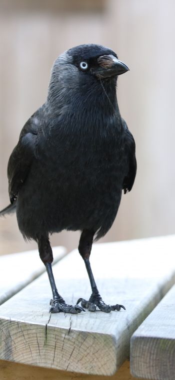 black crow, crow Wallpaper 1170x2532