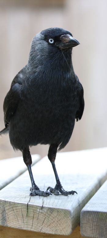 black crow, crow Wallpaper 720x1600