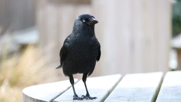 black crow, crow Wallpaper 1366x768