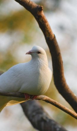 Sasan Gir, Gujarat, India, pigeon Wallpaper 600x1024