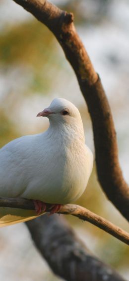 Sasan Gir, Gujarat, India, pigeon Wallpaper 1080x2340