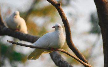 Обои 2560x1600 Сасан Гир, Гуджарат, Индия, голубь