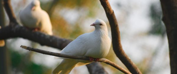 Sasan Gir, Gujarat, India, pigeon Wallpaper 3440x1440