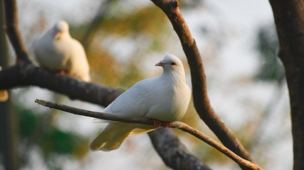 Обои 2560x1440 Сасан Гир, Гуджарат, Индия, голубь
