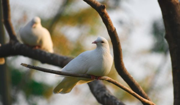 Sasan Gir, Gujarat, India, pigeon Wallpaper 5421x3181