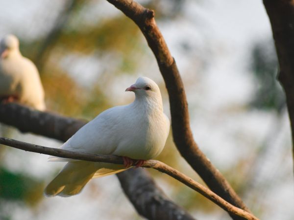 Обои 800x600 Сасан Гир, Гуджарат, Индия, голубь