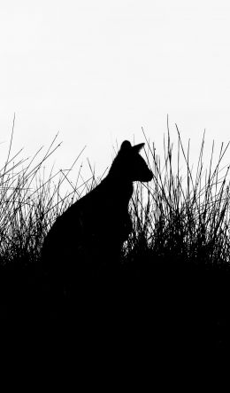 silhouette, kangaroo Wallpaper 600x1024