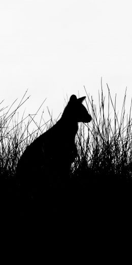 silhouette, kangaroo Wallpaper 720x1440