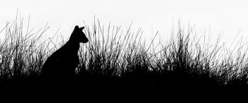 silhouette, kangaroo Wallpaper 3440x1440