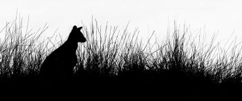silhouette, kangaroo Wallpaper 2560x1080