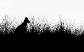 silhouette, kangaroo Wallpaper 2560x1600