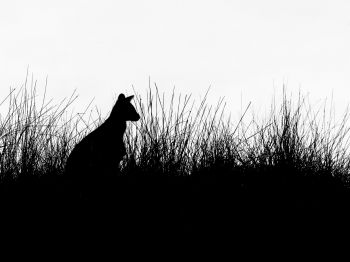 silhouette, kangaroo Wallpaper 1024x768