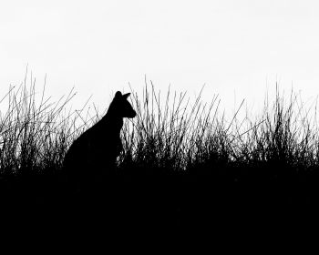 silhouette, kangaroo Wallpaper 1280x1024