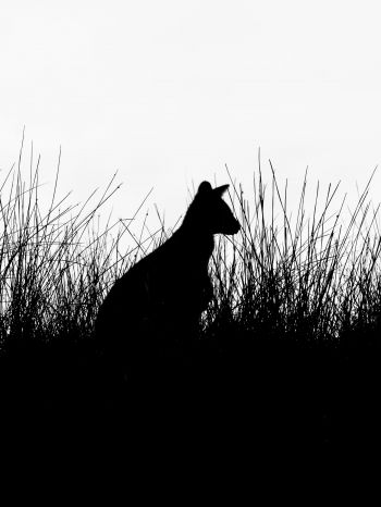 silhouette, kangaroo Wallpaper 2048x2732