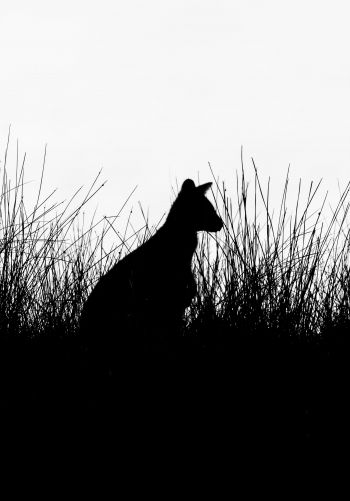 silhouette, kangaroo Wallpaper 1668x2388