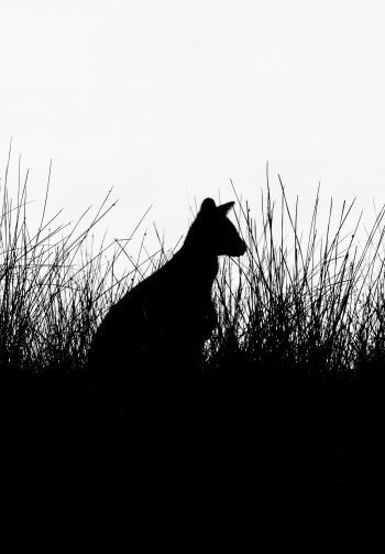 silhouette, kangaroo Wallpaper 1640x2360