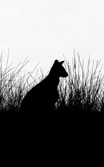 silhouette, kangaroo Wallpaper 1600x2560