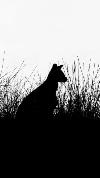 silhouette, kangaroo Wallpaper 640x1136